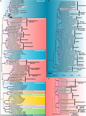 Opening the Gap: Rare Lichens With Rare Cyanobionts – Unexpected Cyanobiont Diversity in Cyanobacterial Lichens of the Order Lichinales